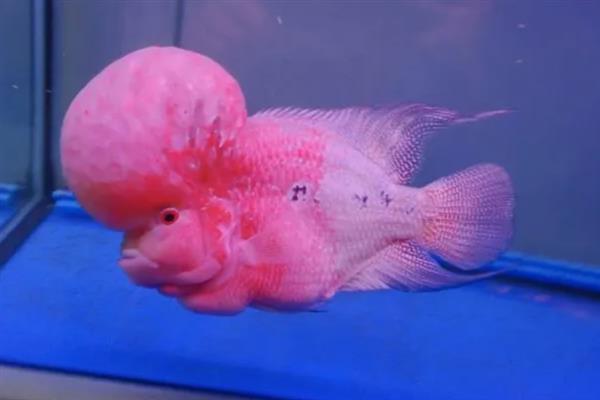 亚成罗汉鱼如何攻头,要给它们提供充足的食物