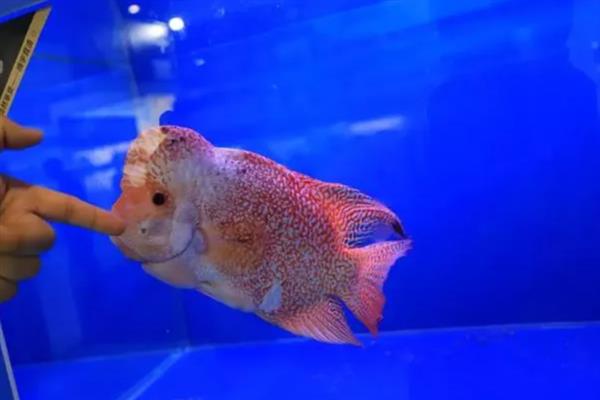 亚成罗汉鱼如何攻头,要给它们提供充足的食物