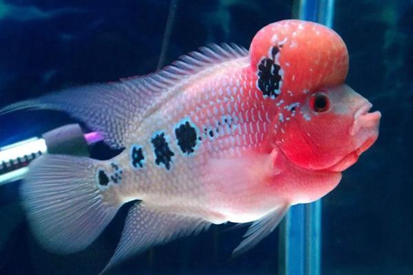 亚成罗汉鱼如何攻头,要给它们提供充足的食物