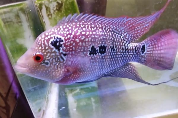 亚成罗汉鱼如何攻头,要给它们提供充足的食物