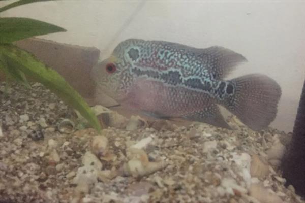 亚成罗汉鱼如何攻头,要给它们提供充足的食物