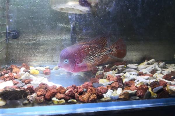 亚成罗汉鱼如何攻头,要给它们提供充足的食物