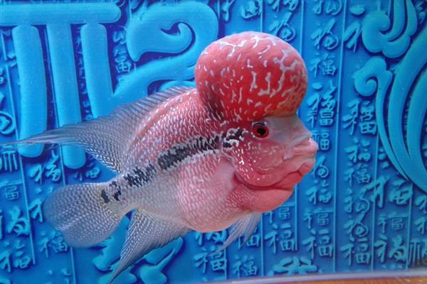 亚成罗汉鱼如何攻头,要给它们提供充足的食物