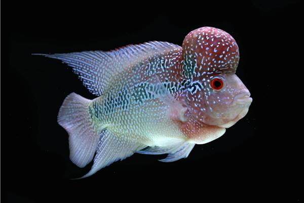 亚成罗汉鱼如何攻头,要给它们提供充足的食物