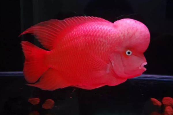 亚成罗汉鱼如何攻头,要给它们提供充足的食物