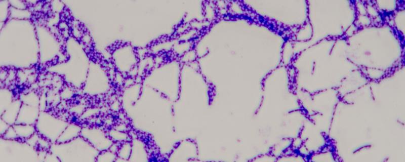 枯草芽孢杆菌的用法用量，可用于拌种、种子包衣等