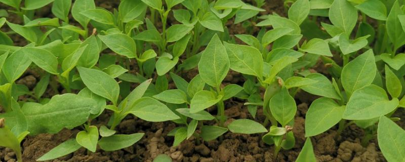 让辣椒苗快速生长的方法,返苗期追施尿素可促进生长