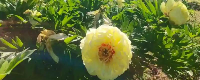 芍药花盆栽用哪样的盆合适，可以使用较深的花盆