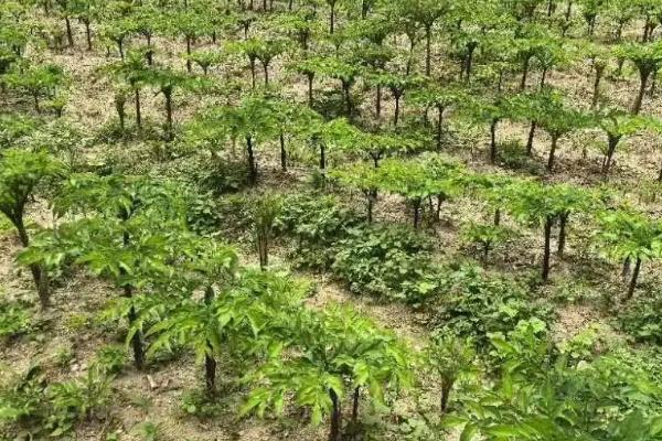 魔芋种子一亩地要多少，需要240斤左右