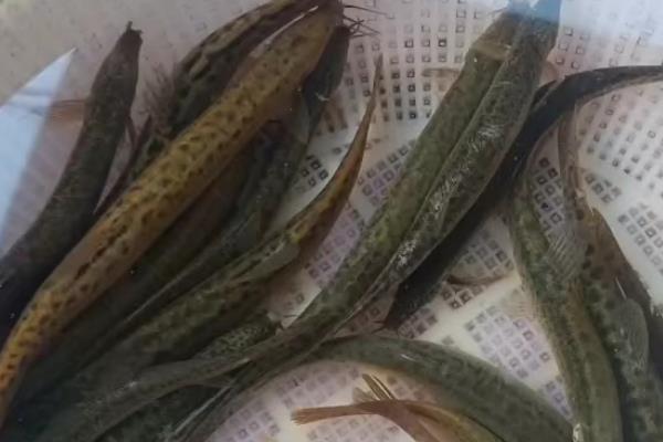 泥鳅在水里能活几天，勤换水的话可以活一个星期以上