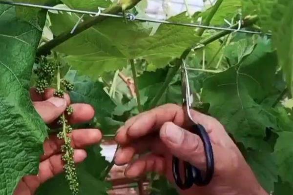 葡萄树夏季怎么修剪，剪除顶部的嫩叶和嫩芽可促使侧枝生长