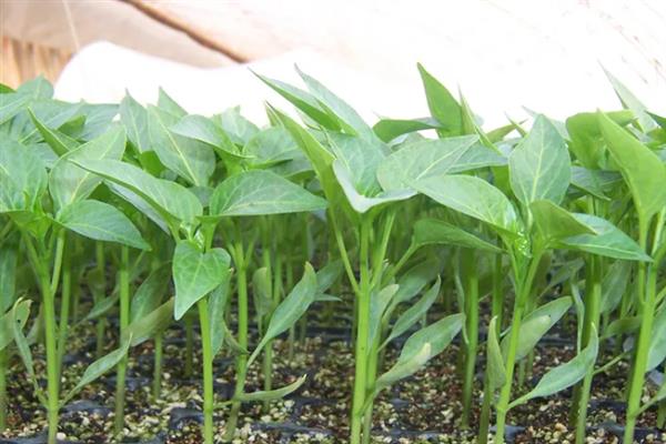 让辣椒苗快速生长的方法，返苗期追施尿素可促进生长