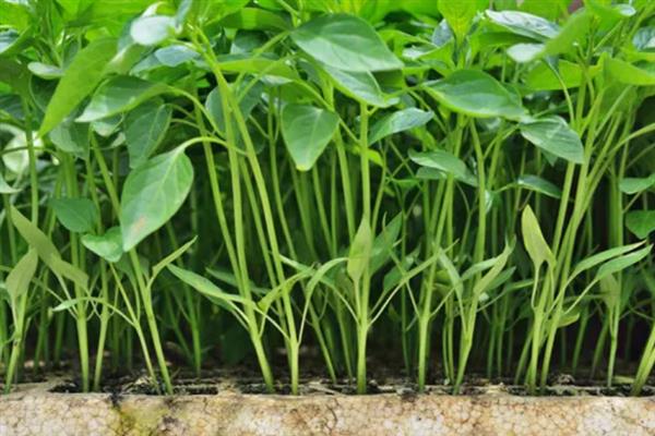 让辣椒苗快速生长的方法，返苗期追施尿素可促进生长