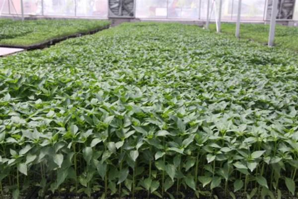 让辣椒苗快速生长的方法，返苗期追施尿素可促进生长