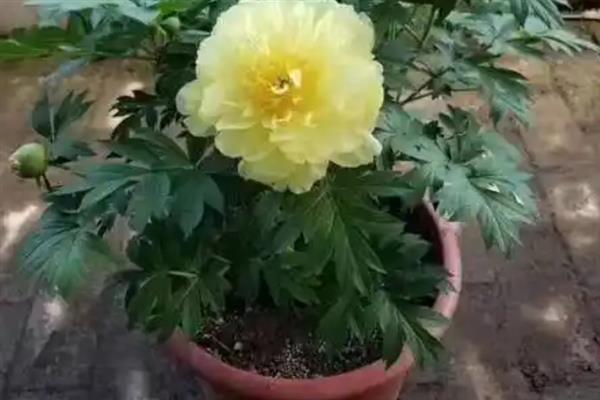 芍药花盆栽用哪样的盆合适，可以使用较深的花盆