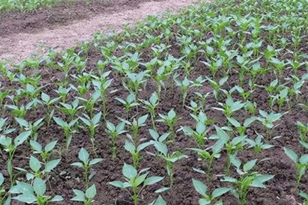 让辣椒苗快速生长的方法，返苗期追施尿素可促进生长
