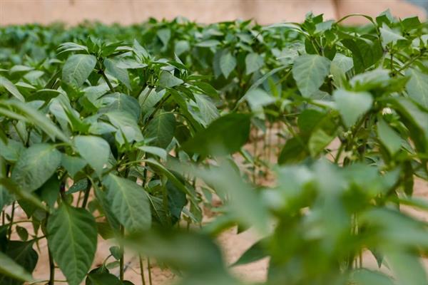 让辣椒苗快速生长的方法，返苗期追施尿素可促进生长