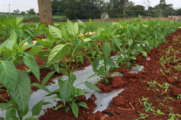 让辣椒苗快速生长的方法，返苗期追施尿素可促进生长