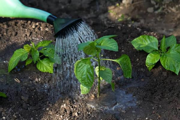 让辣椒苗快速生长的方法，返苗期追施尿素可促进生长
