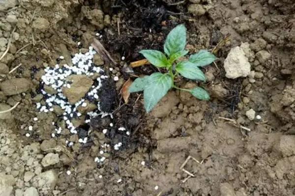 让辣椒苗快速生长的方法，返苗期追施尿素可促进生长