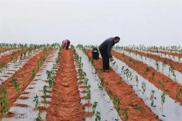 让辣椒苗快速生长的方法，返苗期追施尿素可促进生长