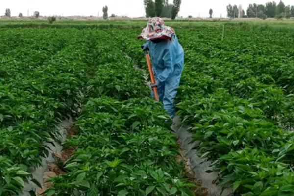 让辣椒苗快速生长的方法，返苗期追施尿素可促进生长