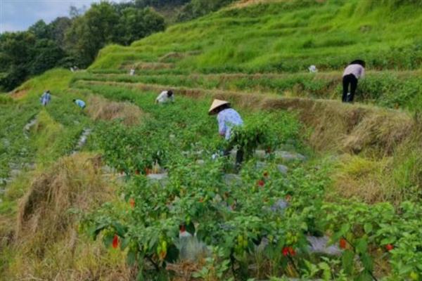 让辣椒苗快速生长的方法，返苗期追施尿素可促进生长
