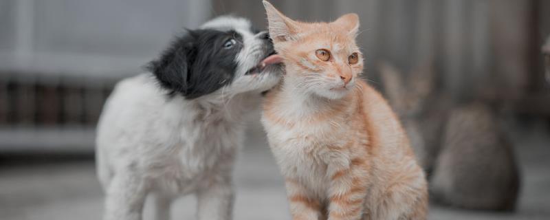 犬猫乳糜胸的症状，急性发病时出现精神沉郁、脉搏快、体温低等情况