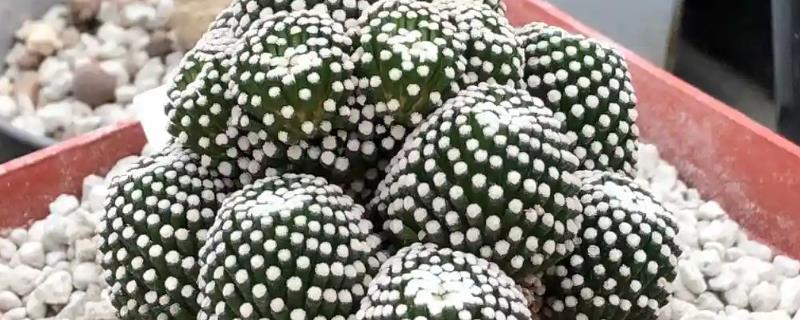 松针牡丹介绍，属于小型种