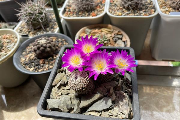 松针牡丹介绍，属于小型种