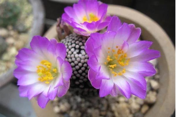 松针牡丹介绍，属于小型种