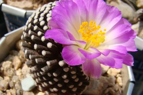 松针牡丹介绍，属于小型种