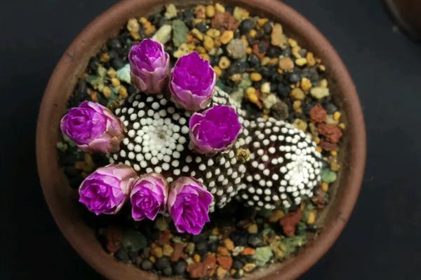 松针牡丹介绍，属于小型种