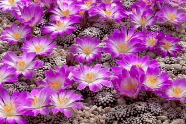 松针牡丹介绍，属于小型种