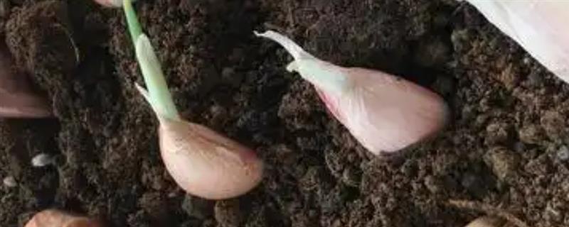 种大蒜的时间，在9-10月份栽培成活率最高