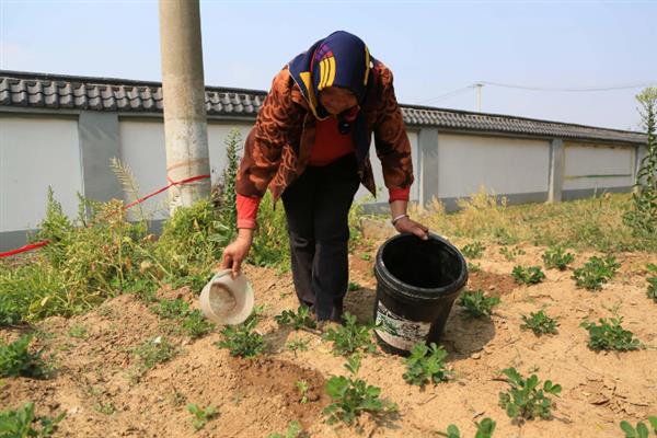 花生怎么土培，需保持适宜的株行距