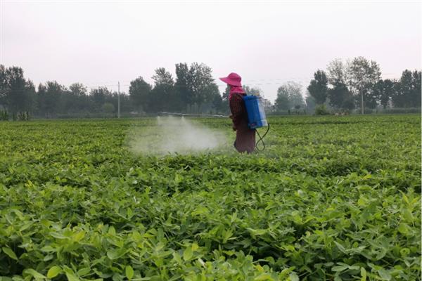 花生怎么土培，需保持适宜的株行距