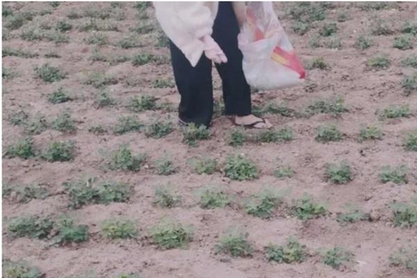 花生怎么土培，需保持适宜的株行距