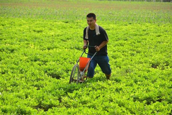 花生怎么土培，需保持适宜的株行距