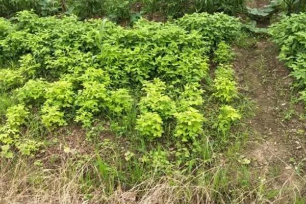 花生怎么土培，需保持适宜的株行距