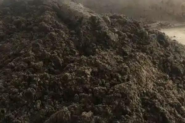 种山姜适合用什么土，以肥厚松软、保水和排水能力强的土壤为宜