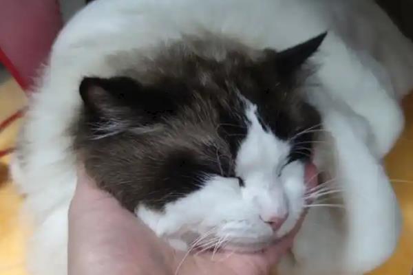 犬猫乳糜胸的症状，急性发病时出现精神沉郁、脉搏快、体温低等情况
