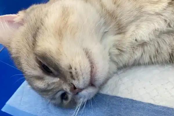 犬猫乳糜胸的症状，急性发病时出现精神沉郁、脉搏快、体温低等情况