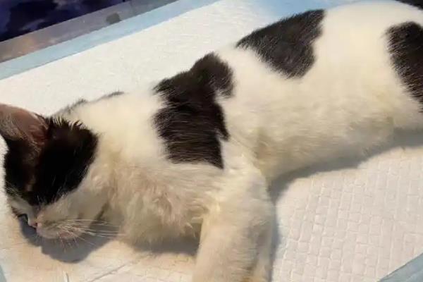 犬猫乳糜胸的症状，急性发病时出现精神沉郁、脉搏快、体温低等情况