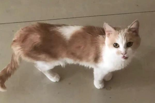 犬猫乳糜胸的症状，急性发病时出现精神沉郁、脉搏快、体温低等情况