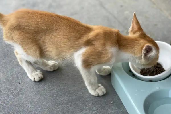 犬猫乳糜胸的症状，急性发病时出现精神沉郁、脉搏快、体温低等情况