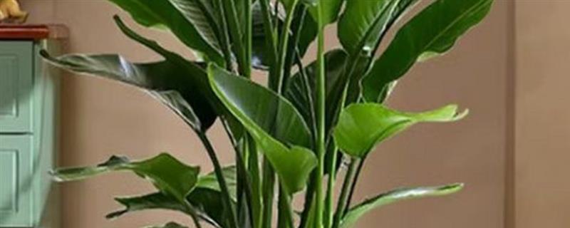 天堂鸟的种植方法，生长适温为12-25℃