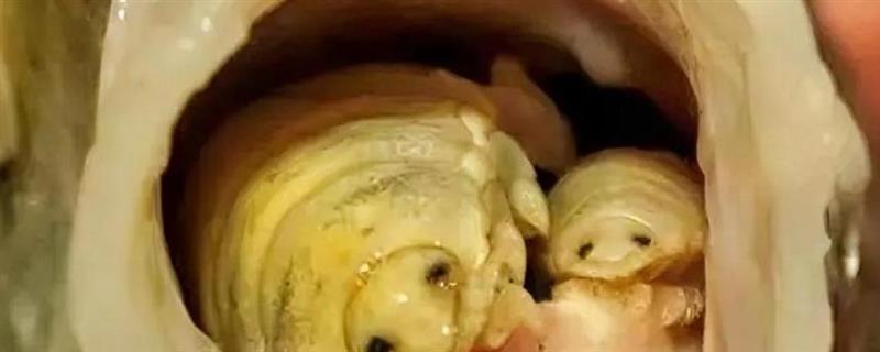 缩头鱼虱是什么，是一种雌雄同体的寄生虫