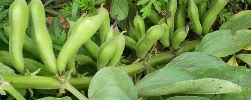 胡豆的成熟时间，果期为5-6月份