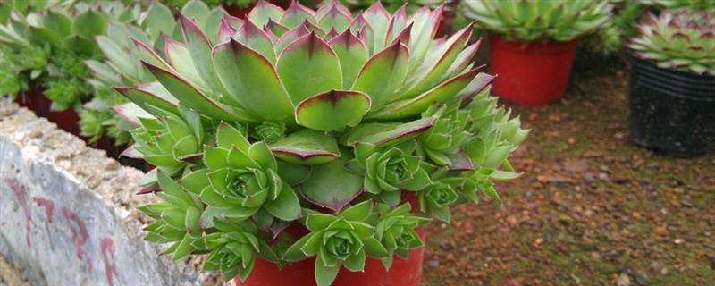 景天科观音莲有没有毒，观音莲有微毒